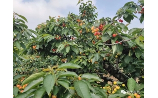 哈大電氣智慧沙龍櫻桃采摘活動